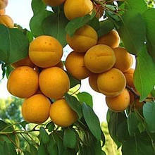 Абрикос Липневий (середньостиглий)