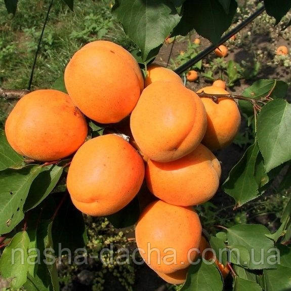 Абрикос Харгранд (середньо-пізній)