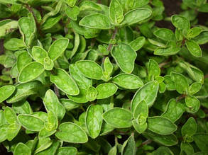 Душиця звичайна/Origanum vulgare L. (контейнер 0,5л)