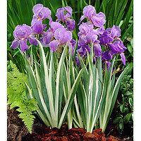 Ірис щетинистий Variegata