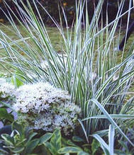 Вейнік гостроцвітковий/Calamarostis acutifolia Overdam (контейнер 0,5л)