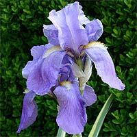 Ірис бородатий Фенсі Дресс