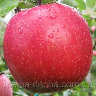 Яблуня Бребурн Хілл (зимова)