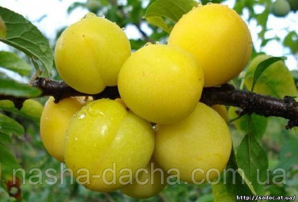 Алича Ерлі Голд (рання)