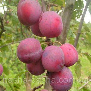 Слива Ювілеум (пізня)