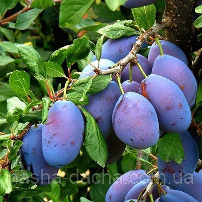 Слива Топ Хіт, (Яєчня синя) (пізня)