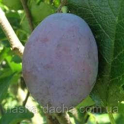 Слива Джойо (середньо-пізня)