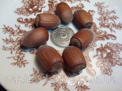 Фундук Грандіозний вкс