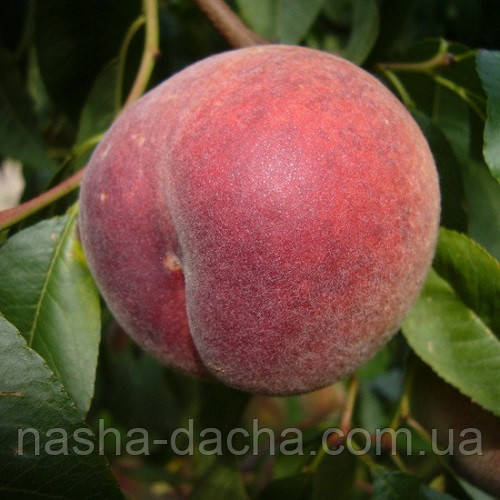 Персик Рубі Принц (середньостиглий)
