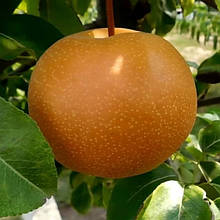 Груша азіатська Хоюро (літня)