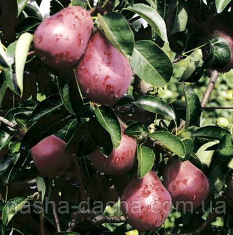 Груша Кармен (літня)