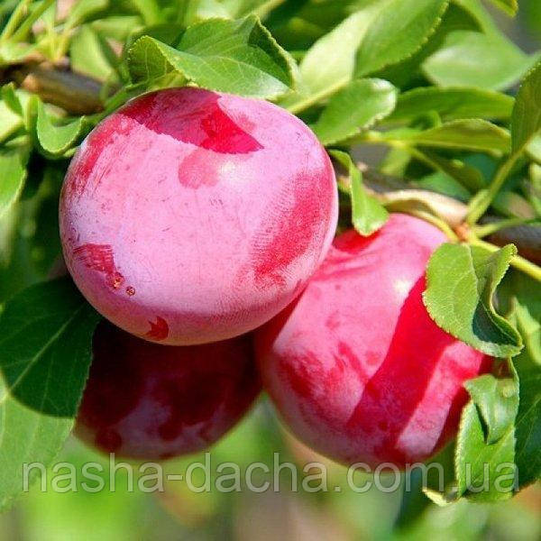 Диплоїдна слива Данді блу (середньостигла)