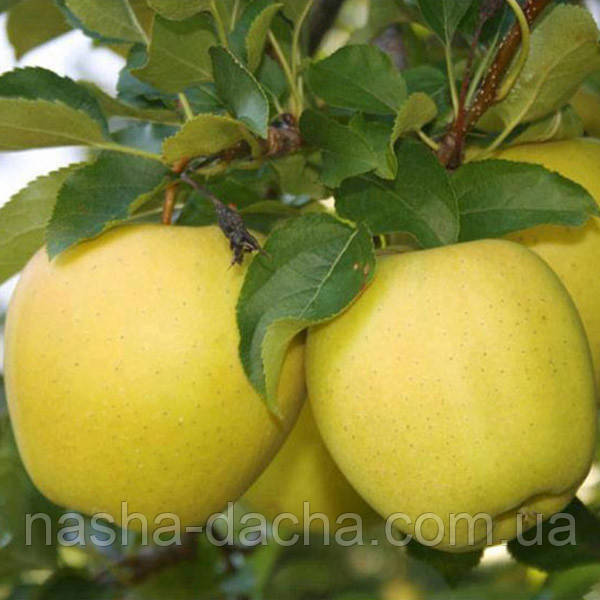 Яблуня Тентейшн (зимова)