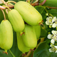 Актинідія аргута плодонос Джамбо (горщик 2 роки)