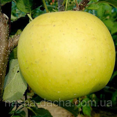 Яблуня Богемія Голд (зимова), фото 1