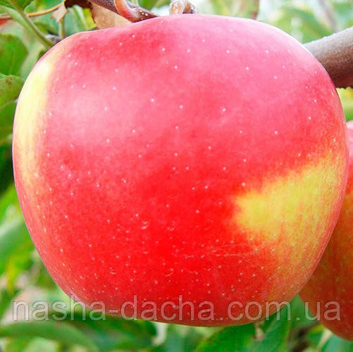 Яблуня Дельбар Жюбіле (зимова)