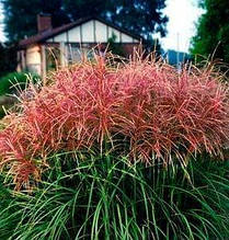 Міскантус китайський Фернер Остін (контейнер 0,5л)