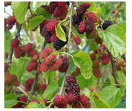 Шовковиця рожева Смоленська 2 роки щеплена