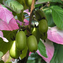 Актинідія коломікту Доктор Шиманівський (горщик 0,5л)