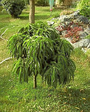 Нектарин колоноподібний Флейвортоп (пізній)