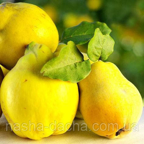 Айва Кримська, грушеподібна (рання)