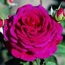 Троянда чайно-гібридна Біг Пепрл