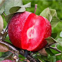 Яблоня красномясая Джеромини (поздняя)