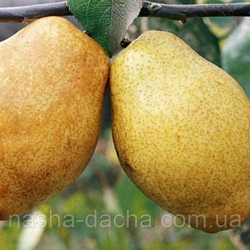 Груша Кіффер (осіння)