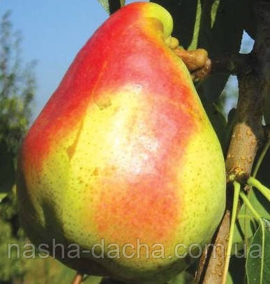 Груша Мадам Балле (зимня)