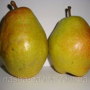 Груша Нарт (осіння)