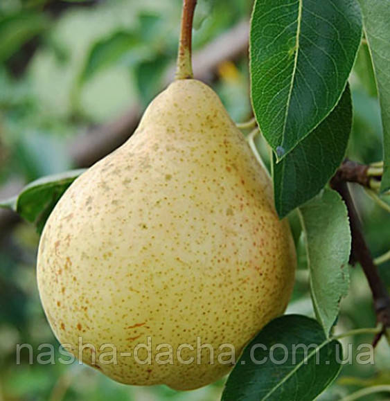 Груша Сокровище (осіння)