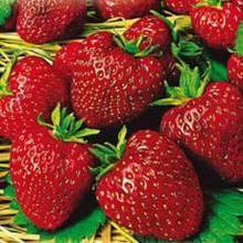 Полуниця Мадлен (рання)