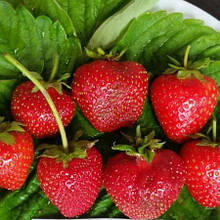 Полуниця Дейзі (рання)