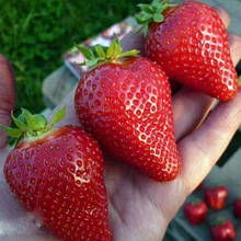 Полуниця Антеа (рання)