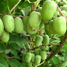 Актинідія плодонос Київська великоплідна (горщик 2 роки)