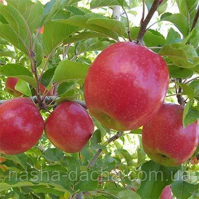 Яблуня Пінк Леді (зимова)