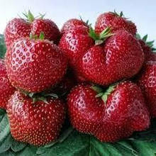 Полуниця Мальвіна (пізня)