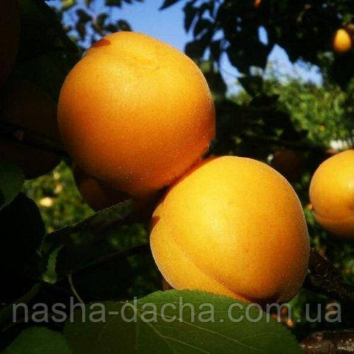 Абрикос Сандроп (середньостиглий)