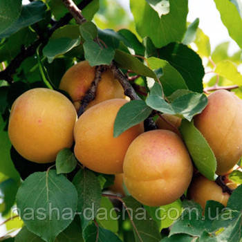 Абрикос Світ Кот (ранній)