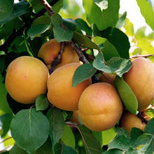 Абрикос Світ Кот (ранній)