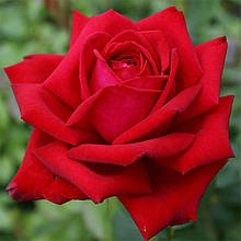 Троянди чайно-гібридна "БУРГУНД"