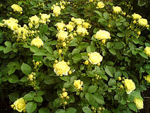 Троянда Голден Бордер (Golden Border) Флорибунда', фото 2
