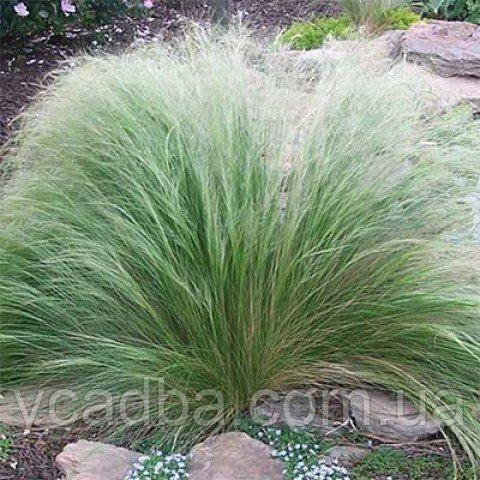 Ковиль Xвост поні (горщик 0,5л), фото 1