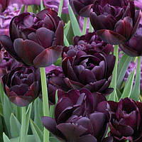 Луковиці тюльпанів махрових Black Nero 10/11 30 шт.