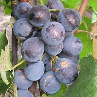 Саженцы винограда Кехо (японская изабелла) ранне средний