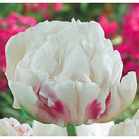 Луковиці тюльпанів махрових Ice Wonder 10/11 30 шт.