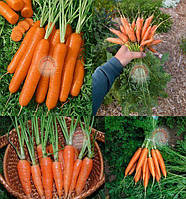 Морква Скарлет 80000 насіння (100gr) рання BT TOHUM