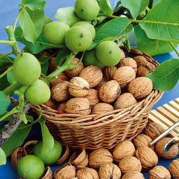 Саджанці Грецького горіха Ідеал (3 річний) - ранній, великоплідний, врожайний