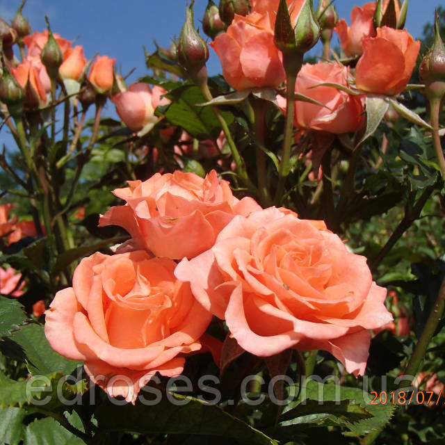 Біркелкі фотодағы жетілген әйел