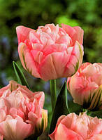 Луковицы тюльпанов махровых + многоцветковых Peach Blosson 10/11 30 шт